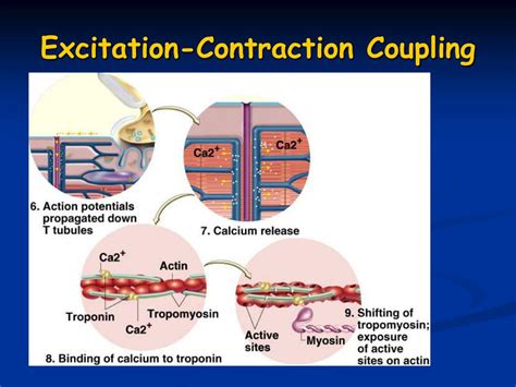Muscle Excitation Contraction Coupling Anatomy