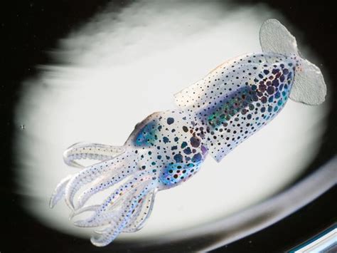 Larval Squid Photograph By David Liittschwager National Geographic
