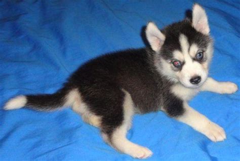 Find the perfect puppy for you and your family. Mini Husky puppies ( Just like the Pomsky and the Alaskan ...