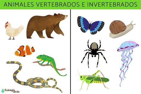 Qual A Diferença Entre Os Animais Vertebrados E Invertebrados Edukita