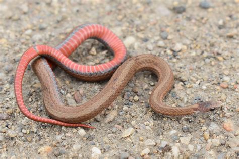 Red Bellied Snake Storeria Occipitomaculata Amphibians And Reptiles