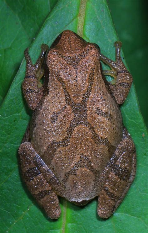 Do Spring Peepers Come Out In West Virginia During The Spring