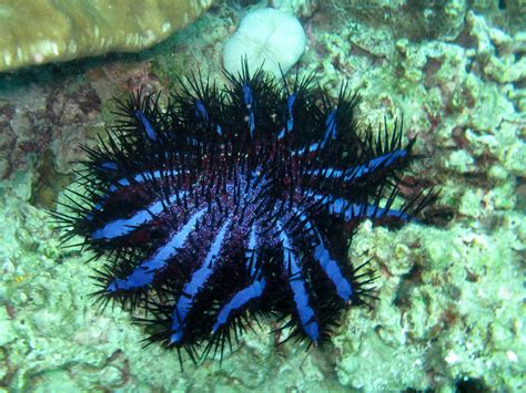 A single cots can devour 10 square meters of coral a year. Coral Eating Starfish! - Paperblog