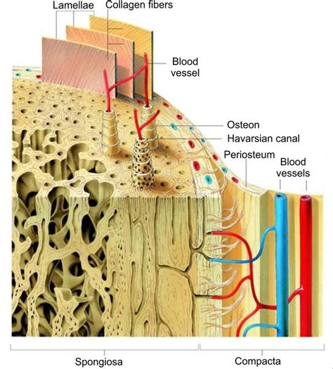 Microscopic Structure Of Human Lamellar Bone 35 Download Scientific