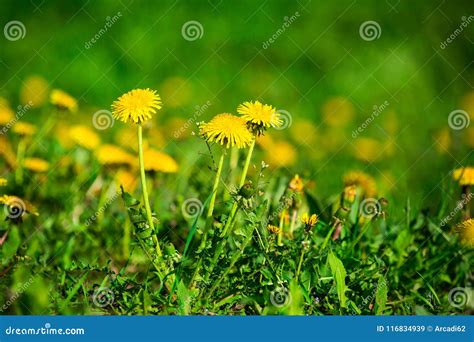 Dandelions On A Green Meadow Stock Image Image Of Beauty Closeup