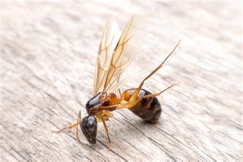 Winged Carpenter Ants