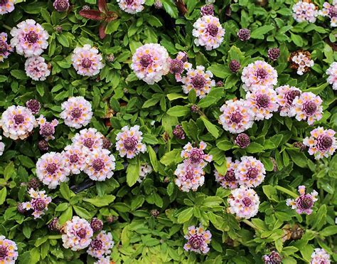 Lippia Repens Aka Phyla Nodiflora Ground Cover Plants Ground Cover