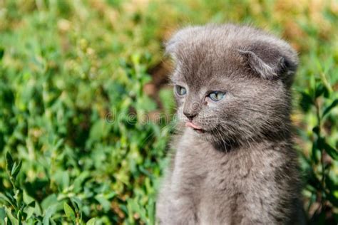Gray Scottish Fold Kitten On Green Grass Stock Image Image Of Nature