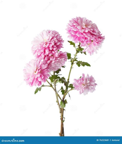 Branches With Flowers Of Chrysanthemums Stock Image Image Of