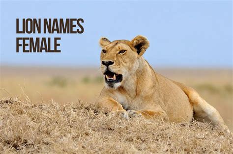 Lion Names 325 Top And Best And Amazing Lion Names Petshoper