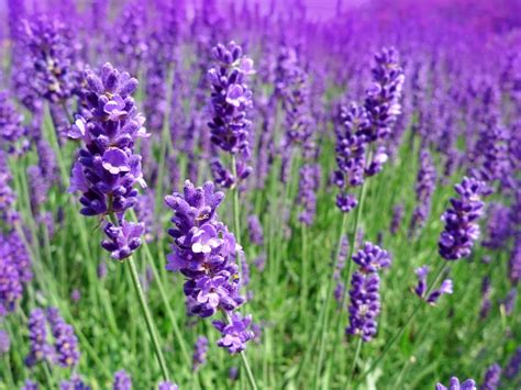 Lavandula Angustifolia Melissa Lilac Lavender Plant