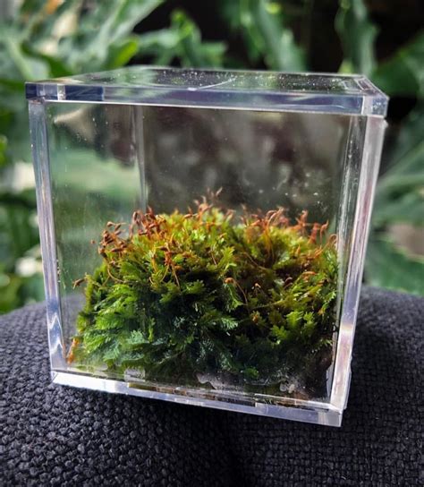 Fissidens Moss Terrarium Wet And Dry Green Thumb