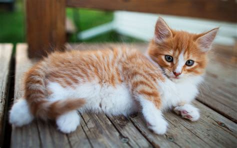 Download Wallpapers Ginger Kitten Ginger White Little Cat Fluffy