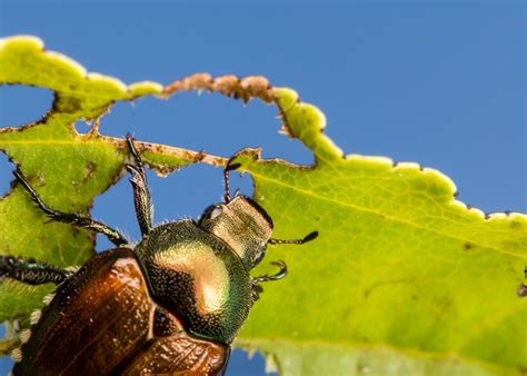 There are a variety of new methods of agriculture. Plant diversity could provide natural repellent for crop pests