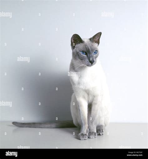International Champion Lilac Point Siamese Cat Stock Photo Alamy