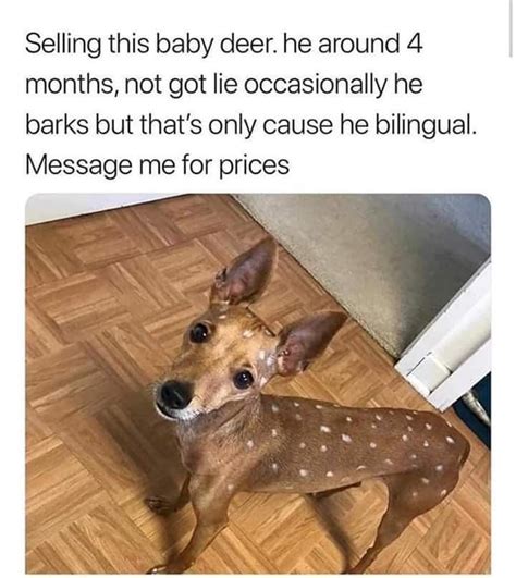 Pin By K S On Pet Stuff Really Funny Memes Baby Deer Funny Text Memes