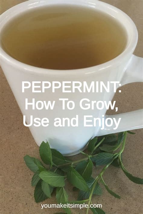 Peppermint How To Grow Use And Enjoy In 2021 Peppermint Herb