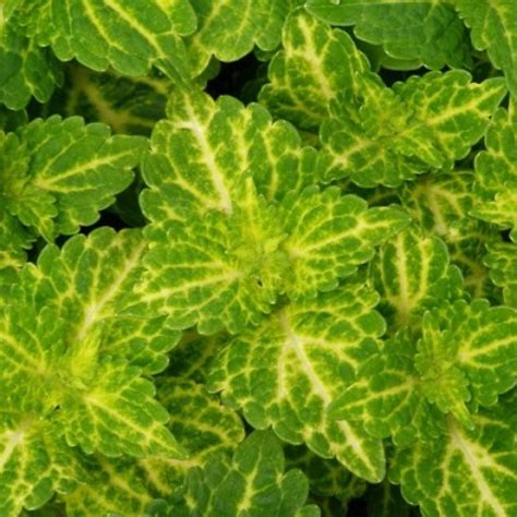 Buy Coleus Electric Lime Makandi Plant Online At