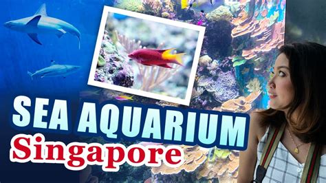 Sea Aquarium Singapore Tour How To Get To Sentosa Island Youtube