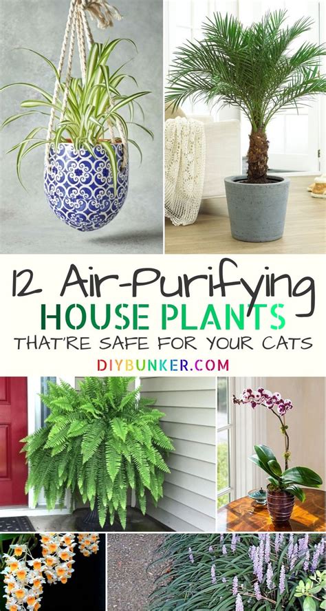 The most obvious cat safe outdoor plants. 12 Common Houseplants Safe for Cats That Filter Your Air ...