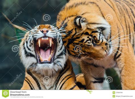 Two Sumatran Tigers Stock Photo Image Of Portrait