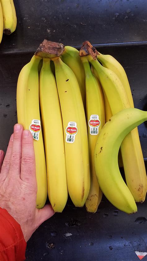 These giant bananas banana for reference : mildlyinteresting