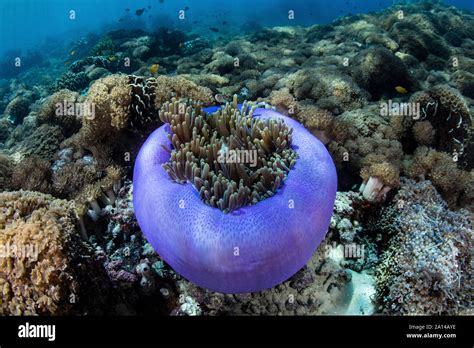 A Magnificent Sea Anemone Grows On A Reef In Indonesia Stock Photo Alamy