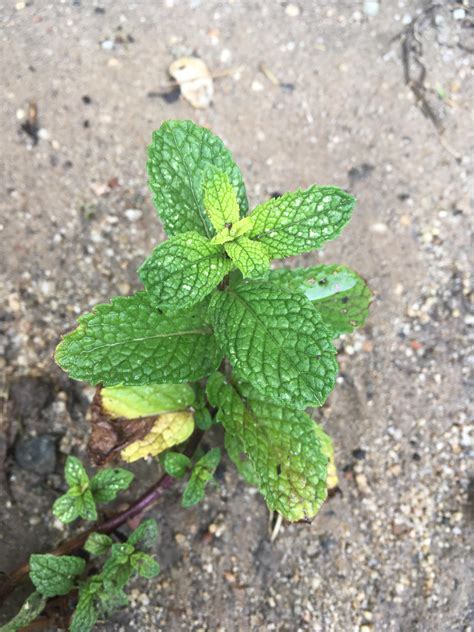 My Mint Plants Leaves Have White Spots Is It A Disease Or A Lack Of