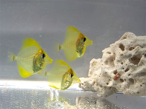 Breakthrough In Saltwater Fish Breeding For Yellow Tang Discover Animals