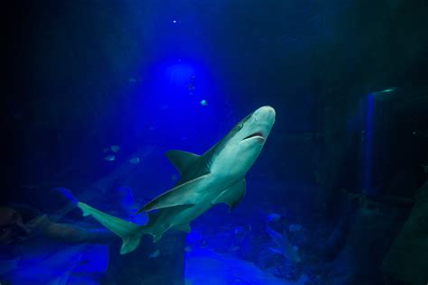 The Sea Life Orlando Aquarist Team Welcomes Sharks On The Go In Mco