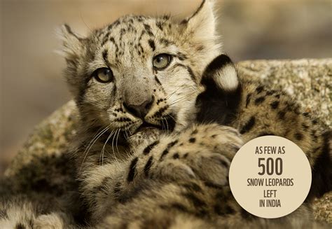 Save Snow Leopard Join Wwf India Save Leopard