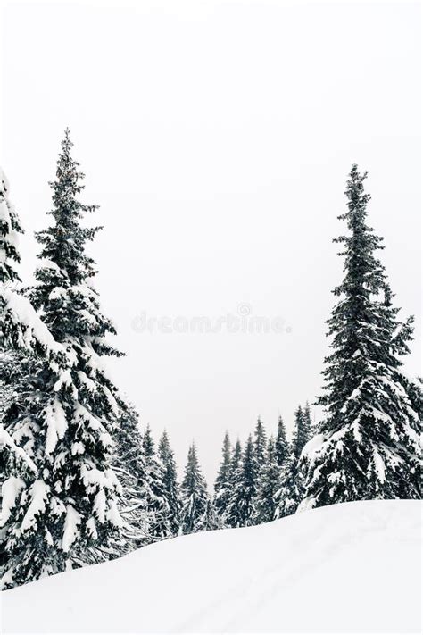 Winter Forest White Trees Inspiring Landscape Stock Photo Image Of