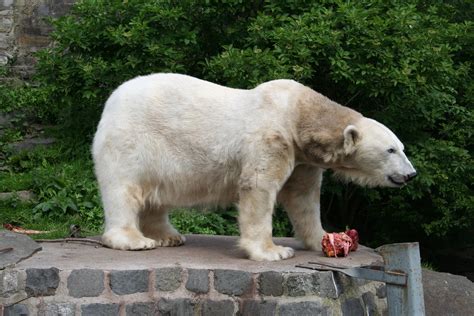 Bestandpolar Bear At Edinburgh Zoo Wikipedia
