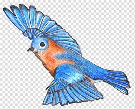 Flying Bird Drawing Mountain Bluebird Bluebird Of Happiness
