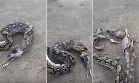 Large Snake Regurgitates Five Birds In Video In Stomach Churning Moment