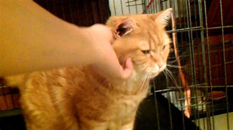 น้องส้มแมวกาฟิวขาย3500.3gp - YouTube