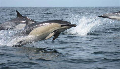 The Best Places To See Dolphins In Cornwall Historic Cornwall