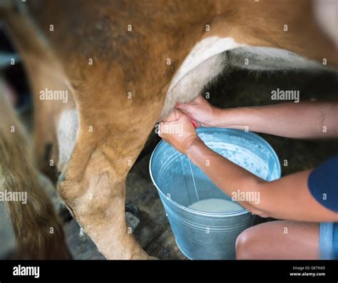Cow Milking Hi Res Stock Photography And Images Alamy