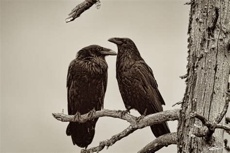 Two Ravens Etsy