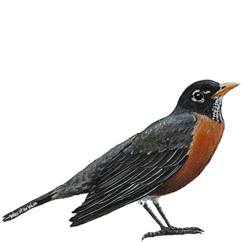 Robin Bird Png Png Image Collection