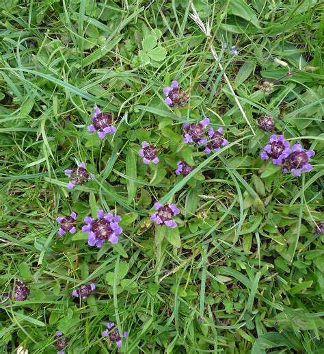 Weeds With Purple Flowers Uk Guide To Identify Common Ohio Lawn Weeds