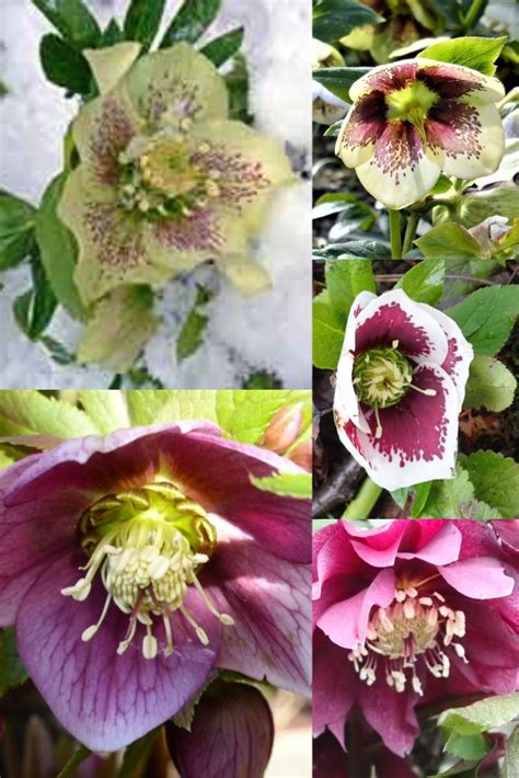 Check spelling or type a new query. Hellebores in full bloom in 2020 | Spring bulbs, Winter ...