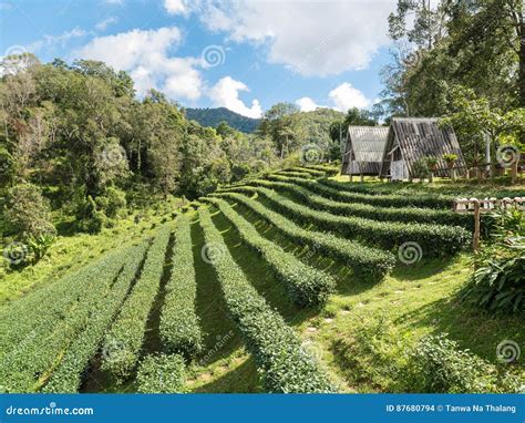 Landscape Of House In Tea Plantation Stock Photo Image Of Leaves