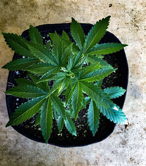 Gg4 Original Glue Auto Feminized Seeds For Sale Information And