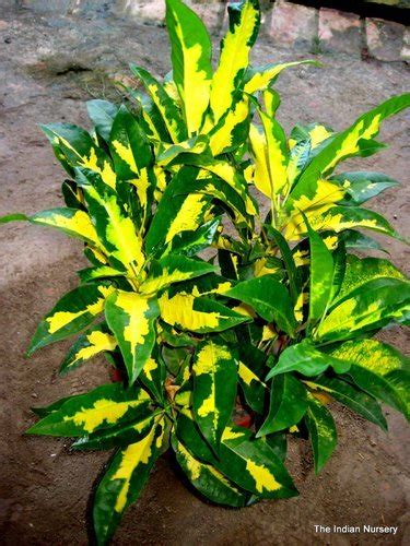 Foliage plants are recognised widely for their distinctive leaves which varies beautifully in colours and shapes. Crotons Ornamental Plants at Rs 100 /piece | सजावटी पौधा ...