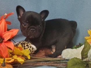 This advertiser is not a subscribing member and asks that you upgrade to view the complete puppy profile for this french bulldog, and to view contact information. French Bulldog For Sale in Washington - FrenchieForSale.com