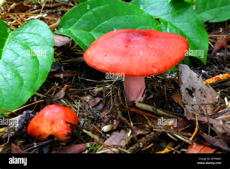 Wild Mushroom Emetic Russula Or Rosy Russula Bright Red Cap White