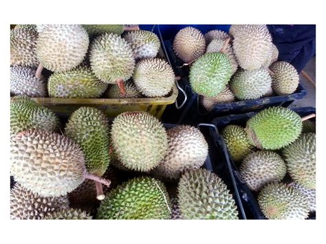 Durian musang king adalah jenis tanaman durian terbaru dan termasuk jenis durian unggul. Raub Durians: Raub Durian Musang King @ October 2016