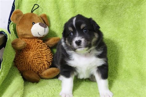 Miniature Australian Shepherd Puppies For Sale Hampton