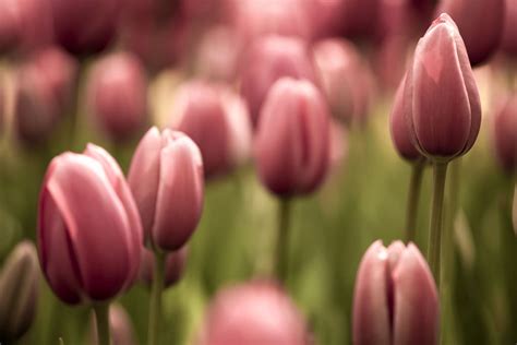 Descubre El Fascinante Significado Detrás De Los Tulipanes